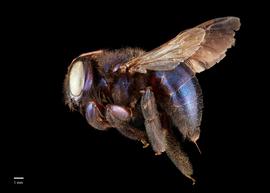  Xylocopa splendidula, female, lateral, habitus, photo: Colleen Meidt 
