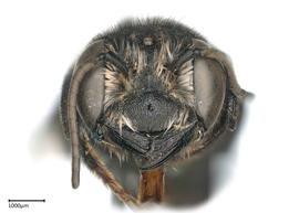   Maximegachilenbsp;maxilossa nbsp;male face, photo: Colleen Meidt 
