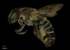   Megachile tsurugensis  female lateral habitus, photo: Shaun Heller 
