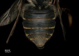   Megachile simillimanbsp; fe?male abdomen, photo: Chelsey Ritner 
