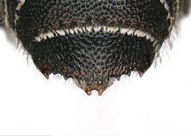   Stenoheriades mackiae  male T6 with denticulate preapical ridge, photo: C. Ritner 
