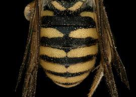   Paranthidium jugatorium  male abdomen, photo: T. Brady 
