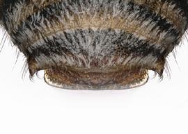   Haetosmia circumventa  male terga. 

 Photo: C. Ritner 
