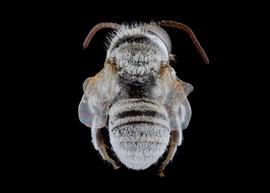   Haetosmia circumventa  male abdomen, photo: C. Ritner 
