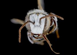   Haetosmia circumventa  male face, photo: C. Ritner 
