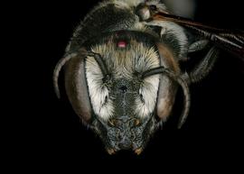   Megachile apicalis  female face, photo: C. Ritner 
