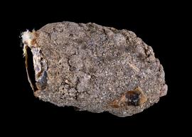   Coelioxys decipens  nest cell, photo: C. Ritner 
