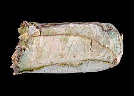   Coelioxys modesta  female nest cell, photo: C. Ritner 
