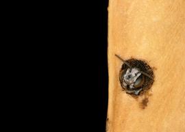   Ashmeadiella  nest, photo: C. Ritner 
