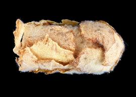   Heriades corinatus  nest cell, photo: C. Ritner 
