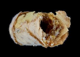   Heriades corinatus  nest cell, photo: C. Ritner 
