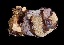   Trachusa perdita  nest cell, photo: C. Ritner 
