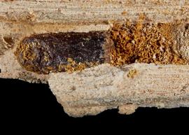   Lithurgus apicalis  nest, photo: C. Ritner 
