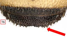   Afranthidium carduele  male T6 apical margin denticulate, photo: C. Ritner 
