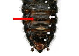   Paranthidium vespoides  male S3 with hairy emargination, photo: C. Ritner 
