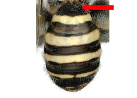   Parahophites orobinus  male T1 not concave dorsally, photo: C. Ritner 
