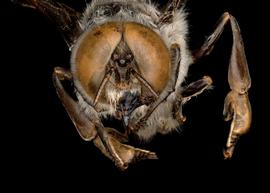   Apis florea  male face, photo: T. Brady 
