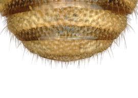   Austrostelis  aff.  maranhensis  male terga, photo: C. Ritner 
