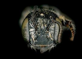   Heriades clavicornis  female face, photo: C. Ritner 
