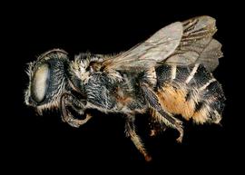   Heriades clavicornis  female lateral habitus, photo: C. Ritner 
