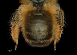   Osmia taurus  female abdomen, photo: Chelsey Ritner 
