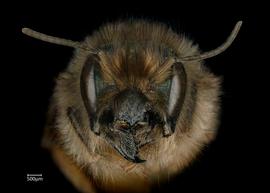   Osmia longicornis  female face, photo: Chelsey Ritner 
