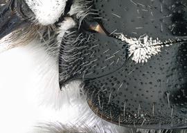   Serapista pernigra  female axilla, photo: C. Ritner 
