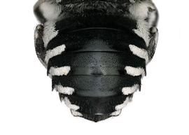   Serapista pernigra  female abdomen, photo: C. Ritner 
