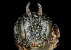   Afrostelis aethiopica  female face, photo: C. Ritner 
