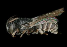   Afrostelis aethiopica  female lateral habitus, photo: C. Ritner 
