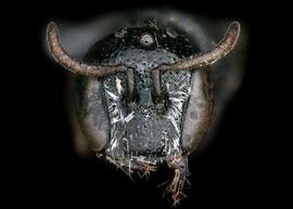   Afroheriades  female face, photo: C. Ritner 
