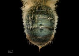  Osmia apicata  female abdomen, photo: Chelsey Ritner 
