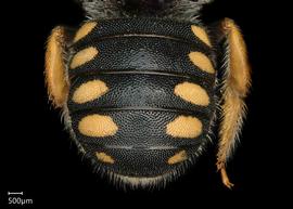  Pseudoanthidium nanum nbsp;female abdomen, photo: Chelsey Ritner 
