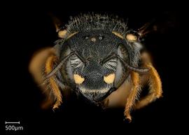  Pseudoanthidium nanum nbsp;female face, photo: Chelsey Ritner 
