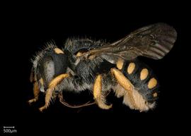   Pseudoanthidium nanum nbsp;female lateral habitus, photo: Chelsey Ritner 
