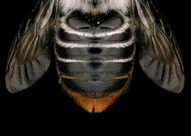   Austrothurgus cognatus  female abdomen, photo: T. Brady 
