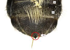   Hofferia schmiedeknechti  female S6 with median apical spine, photo: C. Ritner 
