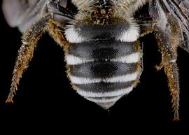   Wainia eremoplana  male lateral habitus, photo: C. Ritner 
