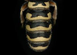   Ochreriades faciatus  female abdomen, photo: C. Ritner 
