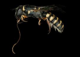   Ochreriades faciatus  female lateral habitus, photo: C. Ritner 

