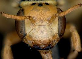   Pararhophites orobinus  female face, photo: C. Ritner 

