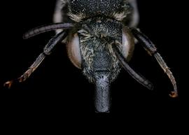   Aglaoapis tridentata  male face, photo: C. Ritner 
