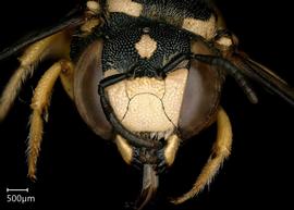   Pseudoanthidium flaviventre nbsp;male face, photo: Chelsey Ritner 
