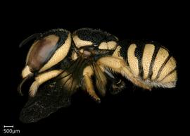   Pseudoanthidium flaviventrenbsp; male lateral habitus, photo: Chelsey Ritner 
