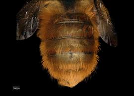   Osmia tricornis  female abdomen, photo: Chelsey Ritner 
