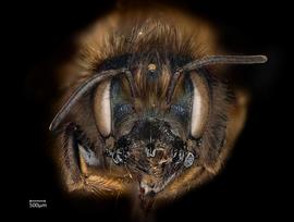   Osmia tricornis  female face, photo: Chelsey Ritner 
