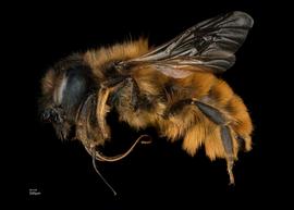   Osmia tricornis  female lateral habitus, photo: Chelsey Ritner 
