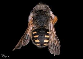   Pseudoanthidium alpinumnbsp; male, photo: Scott Adams
