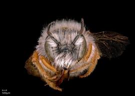   Pseudoanthidium alpinum nbsp;male face, photo: Scott Adams

