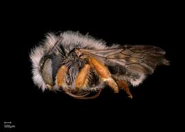   Pseudoanthidium alpinumnbsp; male, photo: Scott Adams 
